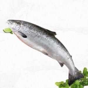 fresh salmon